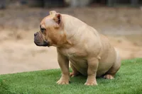 Fawn Female, a female American Bully for sale in Orangeburg, SC – 2 of 7
