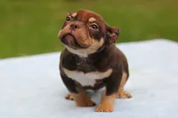 Chocolate Tri Male, a male American Bully for sale in Orangeburg, SC – 9 of 10