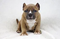 Fawn Female, a female American Bully for sale in Orangeburg, SC – 2 of 8