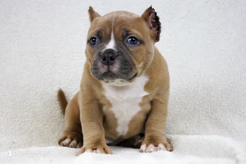 Fawn Female – American Bully puppy for sale in Orangeburg, SC