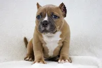 Fawn Female, a female American Bully for sale in Orangeburg, SC – 1 of 8