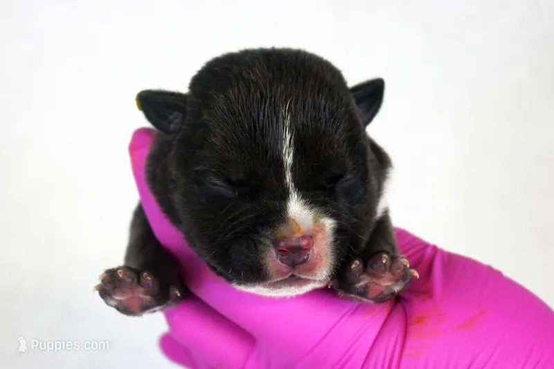 Black Male – American Bully puppy for sale in Orangeburg, SC