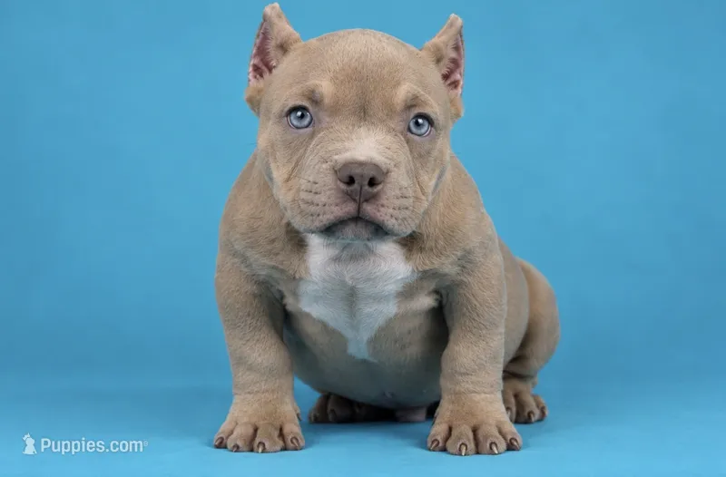 Lilac Male – American Bully puppy for sale in Orangeburg, SC