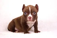 Chocolate Male, a male American Bully for sale in Orangeburg, SC – Photo 1 of 4