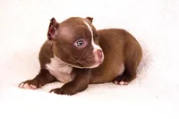 Chocolate Male, a male American Bully for sale in Orangeburg, SC – Photo 3 of 4