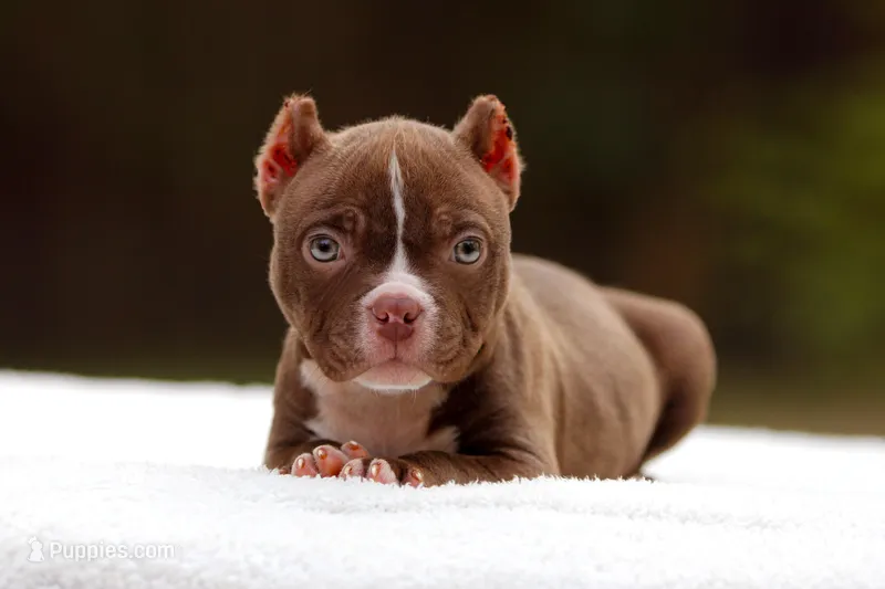 Chocolate Male – American Bully puppy for sale in Orangeburg, SC