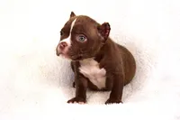 Chocolate Male, a male American Bully for sale in Orangeburg, SC – Photo 2 of 4