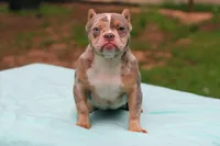 Lilac Tri Merle Female, a female American Bully for sale in Orangeburg, SC – 3 of 6