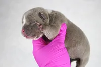 Lilac Female, a female American Bully for sale in Orangeburg, SC – 3 of 3