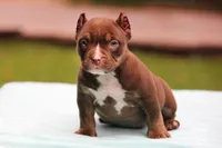 Chocolate Trindle Female, a female American Bully for sale in Orangeburg, SC – 5 of 10