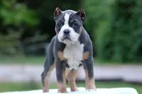 Blue Tri Female, a female American Bully for sale in Orangeburg, SC – 1 of 5