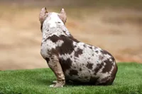 Chocolate Merle female , a female American Bully for sale in Orangeburg, SC – Photo 5 of 7