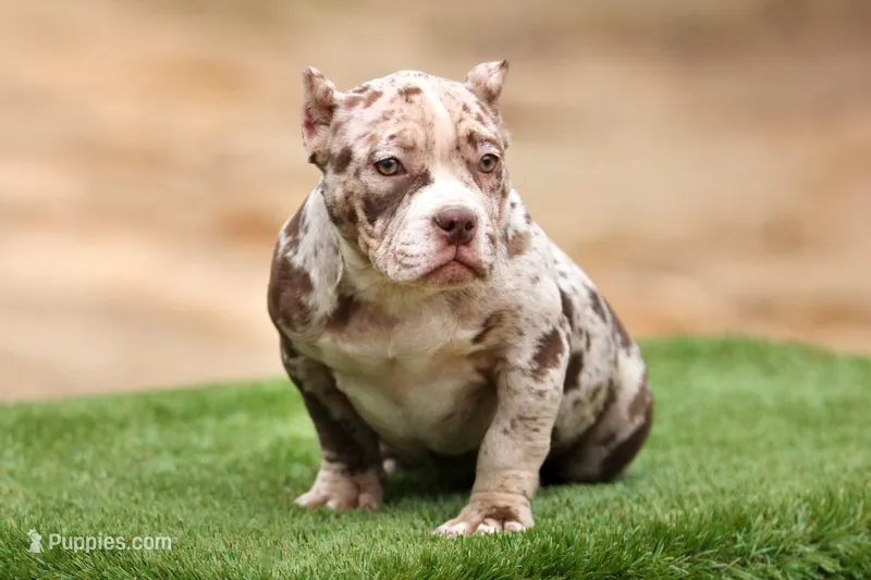 Chocolate Merle female 