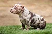 Chocolate Merle female , a female American Bully for sale in Orangeburg, SC – Photo 7 of 7