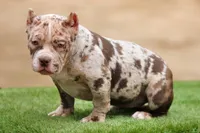 Chocolate Merle female , a female American Bully for sale in Orangeburg, SC – Photo 6 of 7