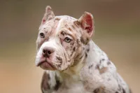 Chocolate Merle female , a female American Bully for sale in Orangeburg, SC – Photo 4 of 7