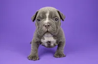 Lilac Female, a female American Bully for sale in Orangeburg, SC – 3 of 5