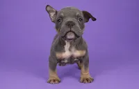 Blue Tri Male, a male American Bully for sale in Orangeburg, SC – 4 of 4