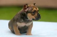 Sable Male, a male American Bully for sale in Orangeburg, SC – 5 of 7