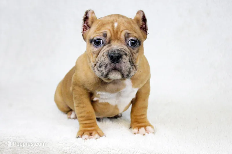 Black Fawn Merle Female