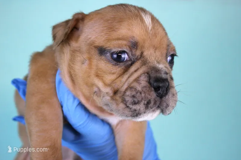 Black Fawn Merle Female