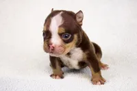 Chocolate Tri Merle Female, a female American Bully for sale in Orangeburg, SC – 6 of 6