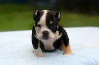 Black Tri Male, a male American Bully for sale in Orangeburg, SC – 2 of 6