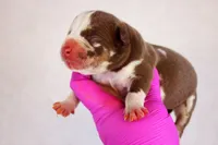 Chocolate Tri Merle Male, a male American Bully for sale in Orangeburg, SC – 3 of 5
