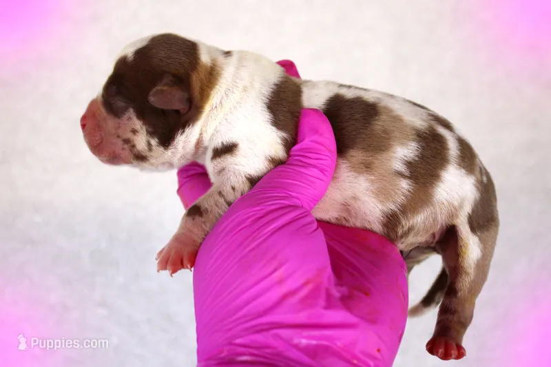 Chocolate Merle Female – American Bully puppy for sale in Orangeburg, SC