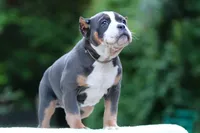 Blue Tri Female, a female American Bully for sale in Orangeburg, SC – 3 of 5