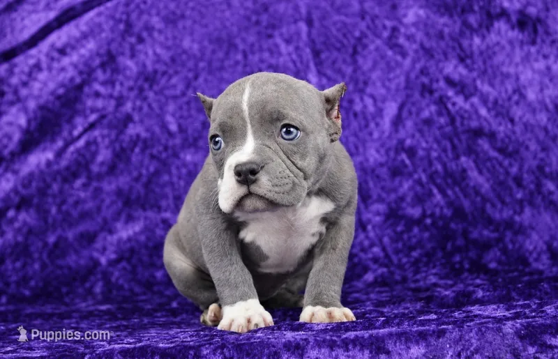 Brindle Female – American Bully puppy for sale in Orangeburg, SC