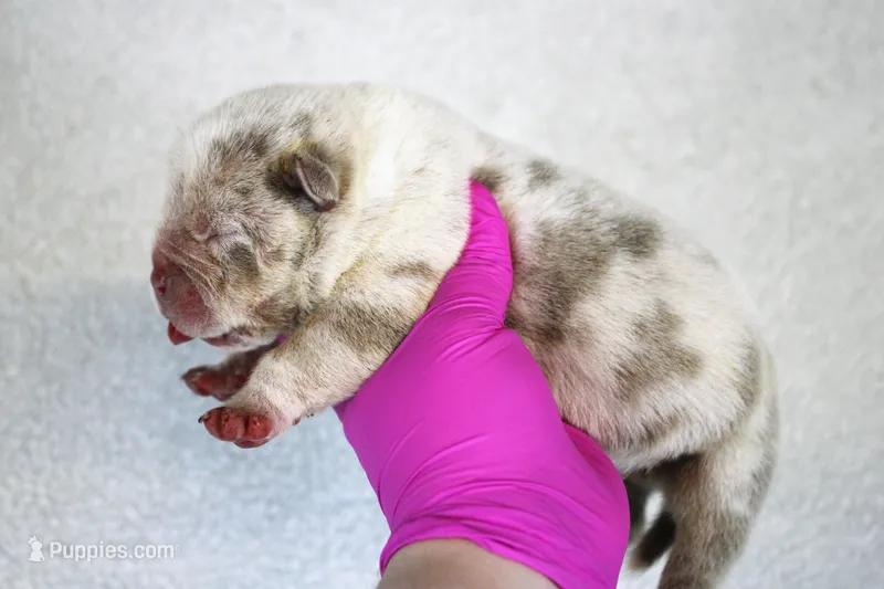 Lilac Tri Merle Male 2 – American Bully puppy for sale in Orangeburg, SC