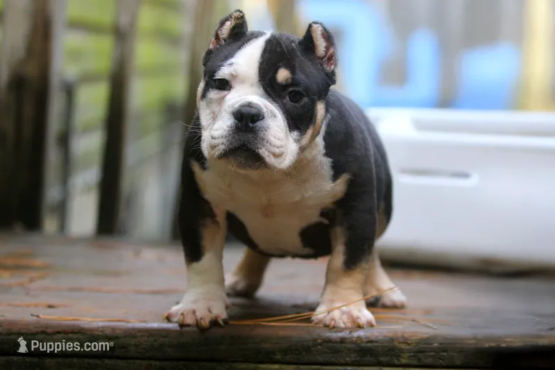 Black Tri Male – American Bully puppy for sale in Orangeburg, SC