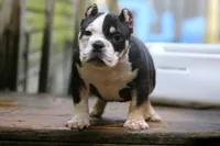 Black Tri Male, a male American Bully for sale in Orangeburg, SC – 1 of 7