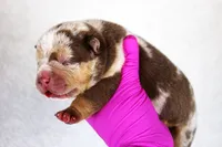 Chocolate Tri Merle Male, a male American Bully for sale in Orangeburg, SC – 2 of 4