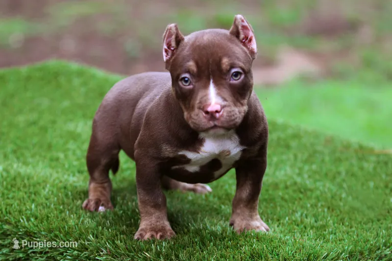 Chocolate Trindle Female – American Bully puppy for sale in Orangeburg, SC