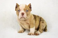 Lilac Merle Male, a male American Bully for sale in Orangeburg, SC – 4 of 6
