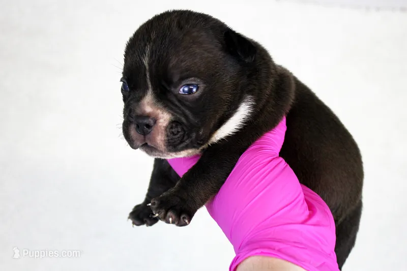 Black Male – American Bully puppy for sale in Orangeburg, SC