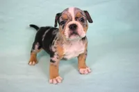 Black Tri Merle Male, a male American Bully for sale in Orangeburg, SC – 1 of 1