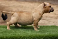 Fawn Female, a female American Bully for sale in Orangeburg, SC – 6 of 7