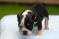 Black Tri Male, a male American Bully for sale in Orangeburg, SC – 3 of 6