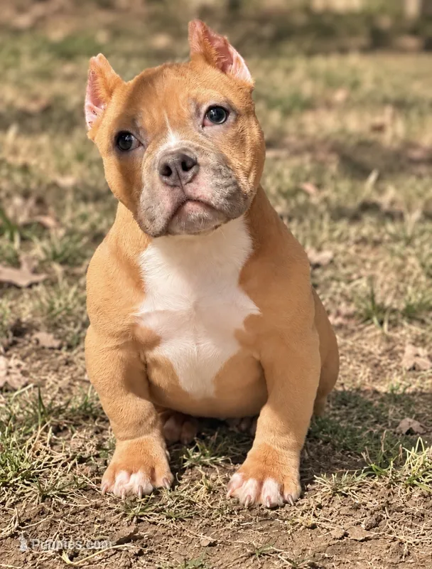 Fawn Female – American Bully puppy for sale in Orangeburg, SC