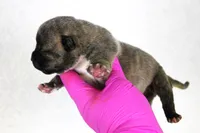 Black Brindle Male, a male American Bully for sale in Orangeburg, SC – 1 of 3