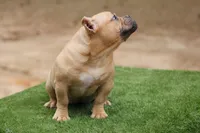 Fawn Female, a female American Bully for sale in Orangeburg, SC – 5 of 7