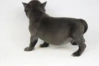 Blue Brindle Male, a male American Bully for sale in Orangeburg, SC – Photo 2 of 5