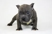 Blue Brindle Male, a male American Bully for sale in Orangeburg, SC – Photo 4 of 5