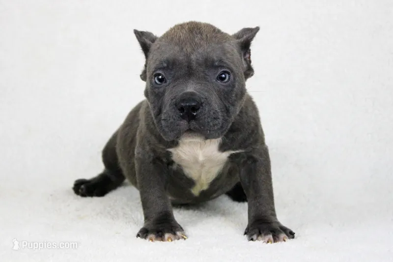 Blue Brindle Male