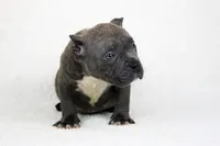 Blue Brindle Male, a male American Bully for sale in Orangeburg, SC – Photo 5 of 5