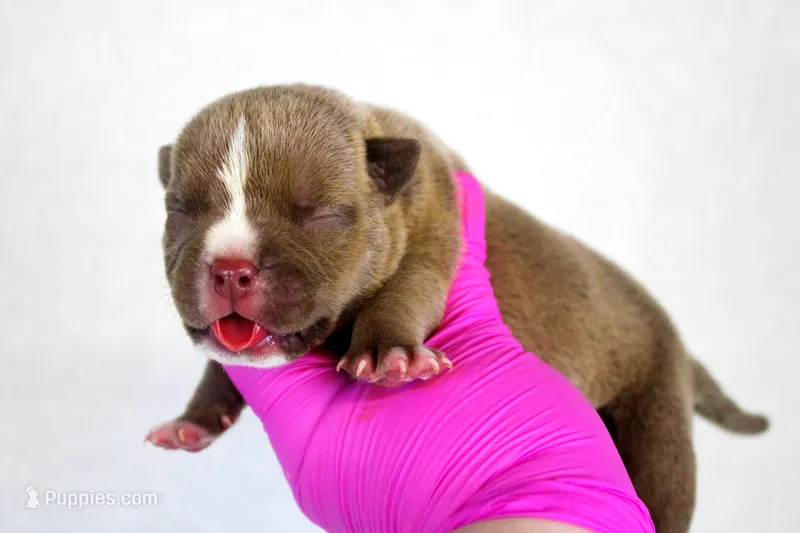 Chocolate Male 2 – American Bully puppy for sale in Orangeburg, SC