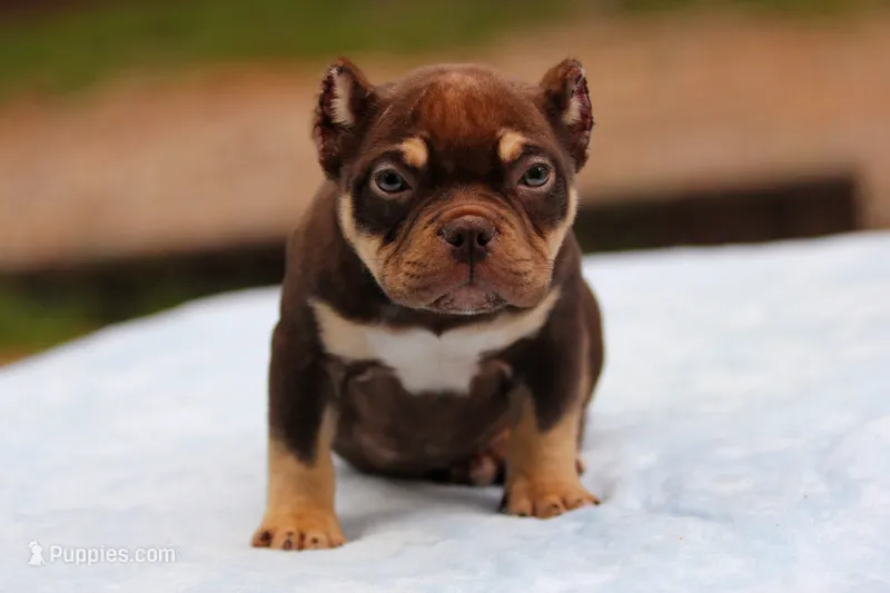 Chocolate Tri Male – American Bully puppy for sale in Orangeburg, SC